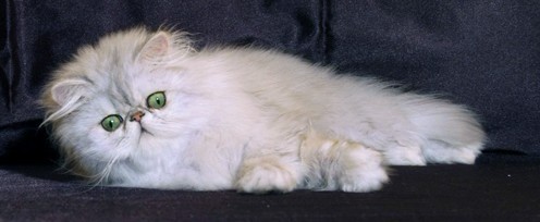 銀色陰影金吉拉波斯貓