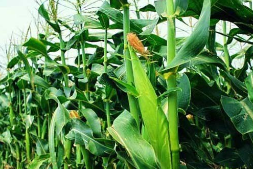 申科甜1號 申科甜1號