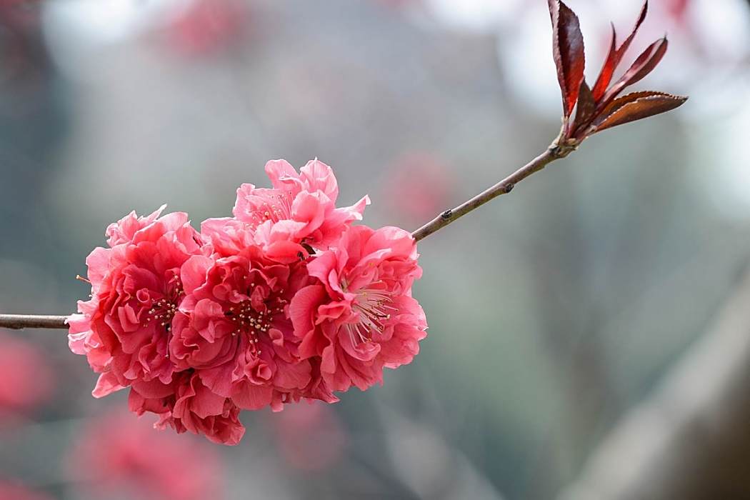 Prunus persica \x27Bonanza\x27
