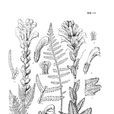 雞冠子花 雞冠子花