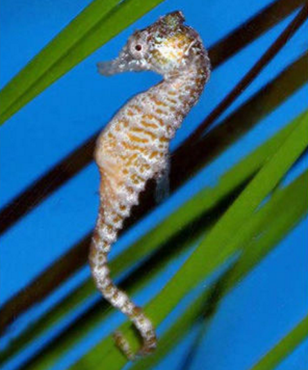 小海馬(海龍科海馬屬動物) 小海馬(海龍科海馬屬動物)