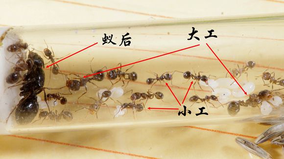 工匠收穫蟻的工蟻體型差異圖