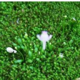 短梗挖耳草 短梗挖耳草
