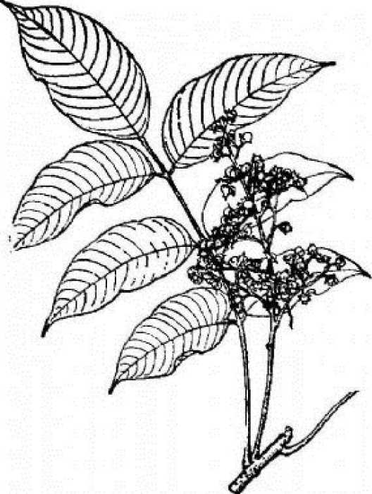 裂果漆 裂果漆
