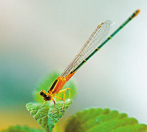 米埔濕地蜻蜓飛舞