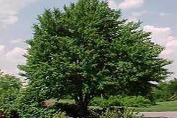 Cercidiphyllum japonicum
