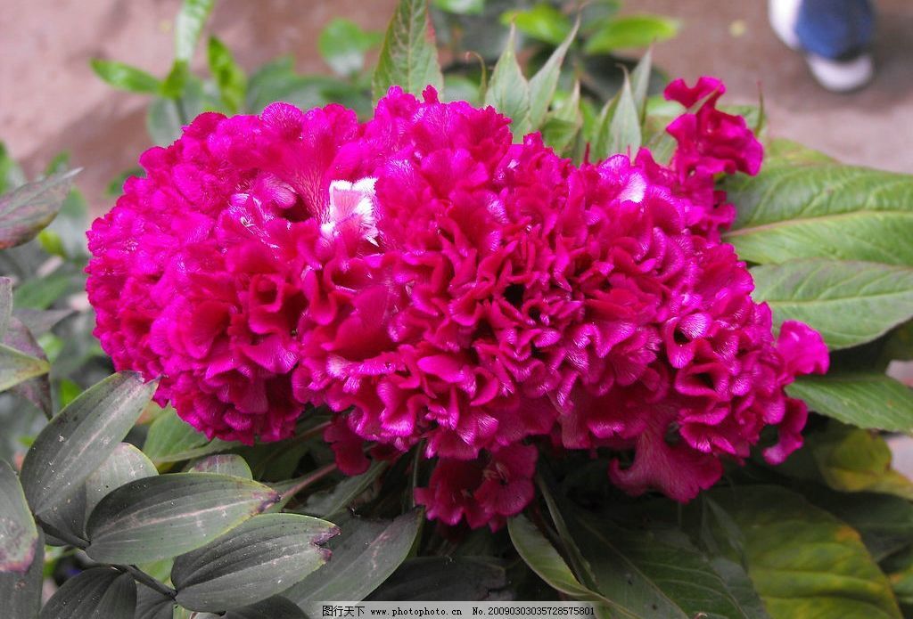 霞光雞冠花 霞光雞冠花