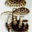 食用蘑菇(應建浙等編著圖書) 食用蘑菇(應建浙等編著圖書)