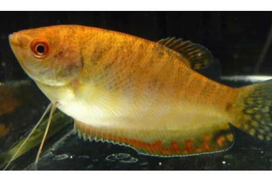 線鰭毛背魚 線鰭毛背魚