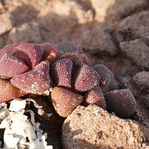 Stomatium suaveolens