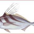 雄雞魚