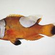 鞍斑海葵魚