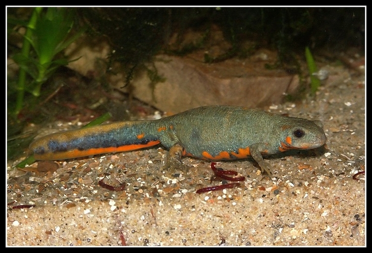 藍尾蠑螈