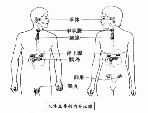 內分泌