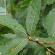 白櫟(山毛櫸目殼斗科植物) 白櫟(山毛櫸目殼斗科植物)