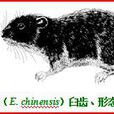玉龍絨鼠 玉龍絨鼠