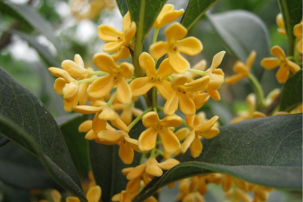 垂花金桂JX08 垂花金桂JX08