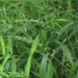 馬草(爛衣草) 馬草(爛衣草)
