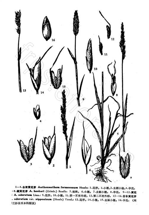黃花茅（原變種）