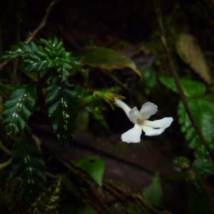 Cremosperma muscicola