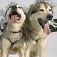 因紐特犬 因紐特犬