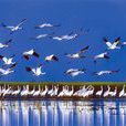 鄱陽湖候鳥國家級自然保護區(鄱陽湖候鳥自然保護區)