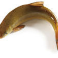 弓魚 弓魚