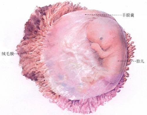 胚胎髮育
