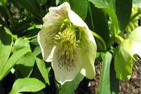 Helleborus × hybridus \x27Yellow Lady\x27 Helleborus × hybridus \x27Yellow Lady\x27