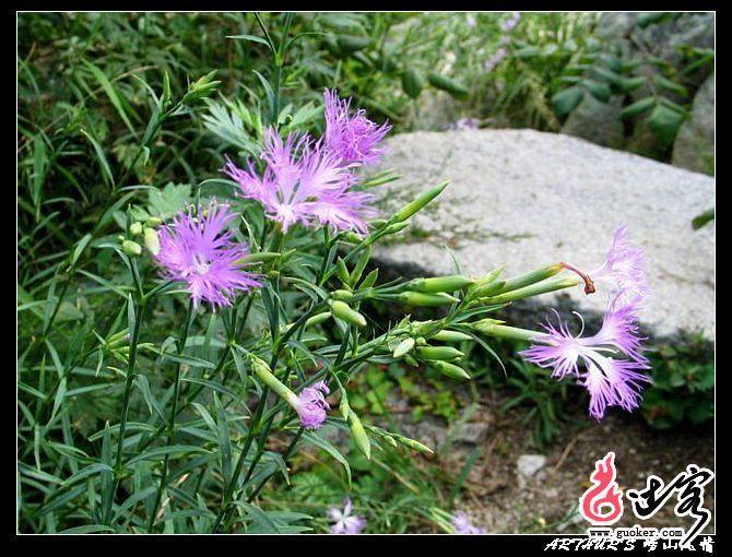 石竹青(被子植物門植物) 石竹青(被子植物門植物)