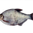 武昌魚