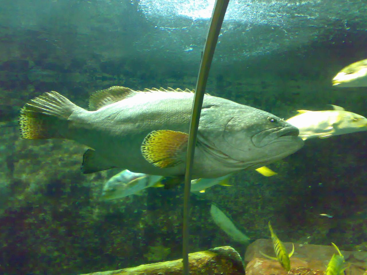大黃魚