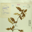小葉賽山梅 小葉賽山梅