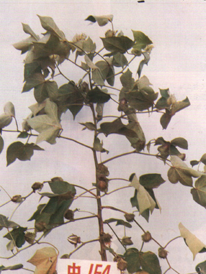中棉所23 中棉所23
