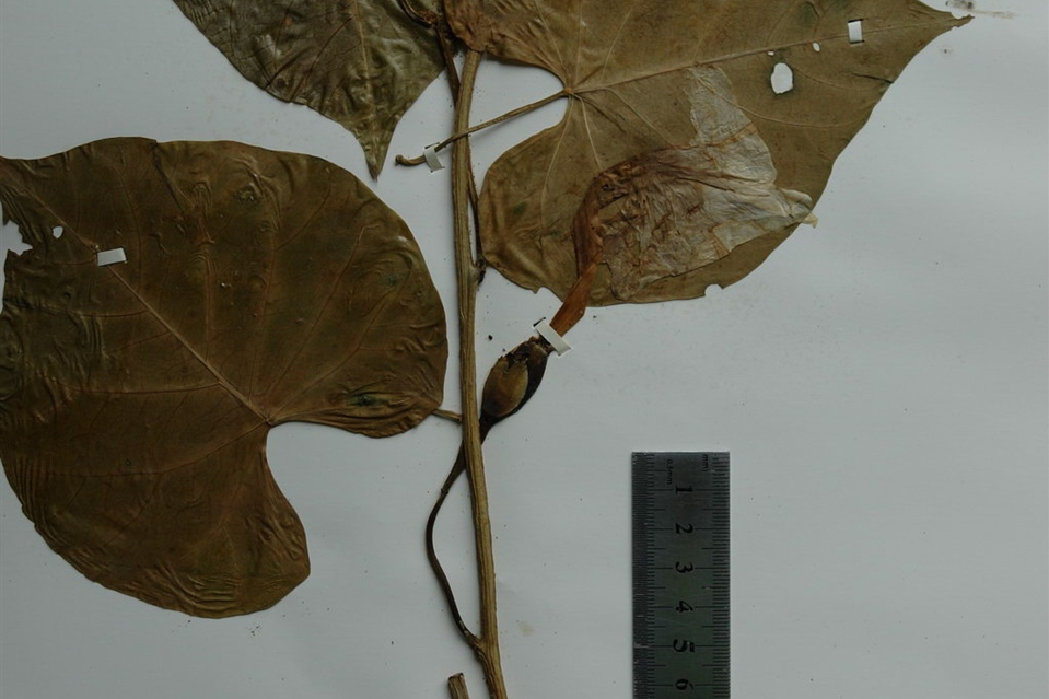 管花薯 管花薯