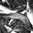 白骨魚 白骨魚