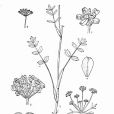 綠花矮澤芹 綠花矮澤芹