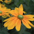 金花菊 金花菊
