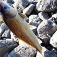 水牛魚 水牛魚