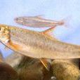 短須裂腹魚 短須裂腹魚