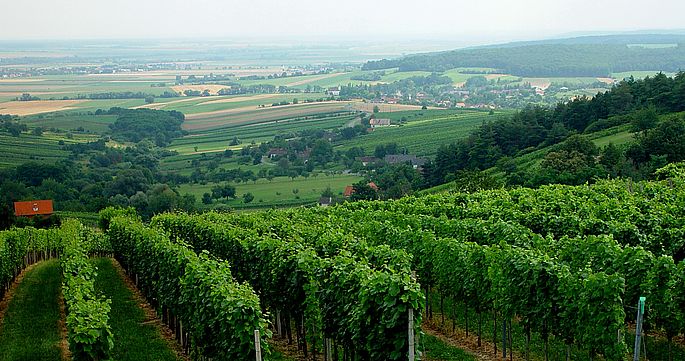 布爾根蘭葡萄酒產區