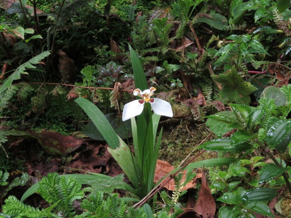 Hesperoxiphion huilense