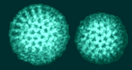 輪狀病毒模擬圖