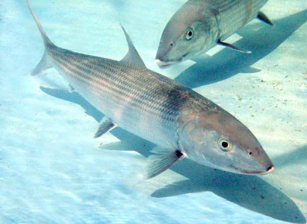 尖頜北梭魚 尖頜北梭魚