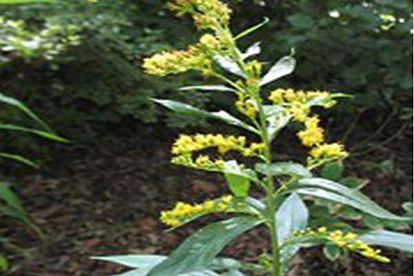 Solidago gigantea Solidago gigantea