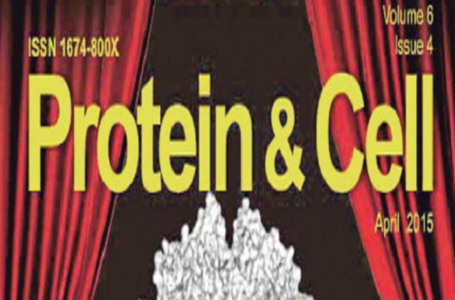蛋白質與細胞