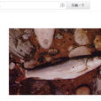 扁吻魚(新疆大頭魚)