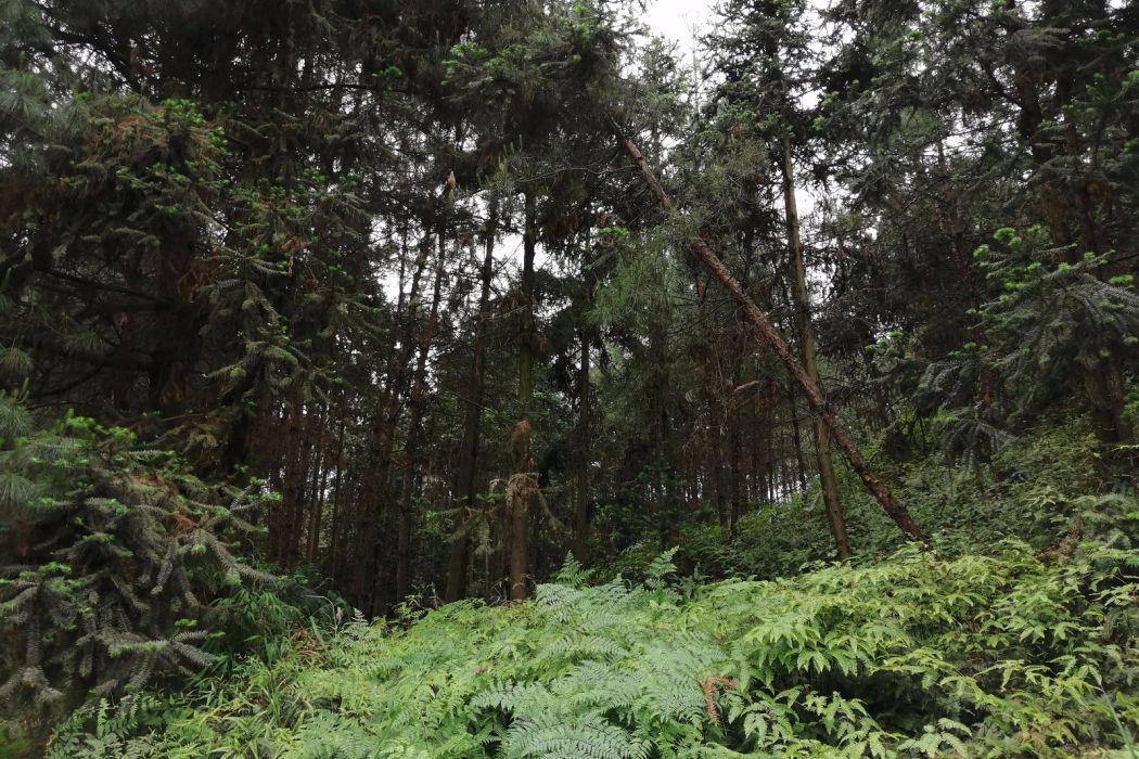 雞公嶺(四川省自貢市富順縣兜山鎮境胡家村境內的一座山峰) 雞公嶺(四川省自貢市富順縣兜山鎮境胡家村境內的一座山峰)