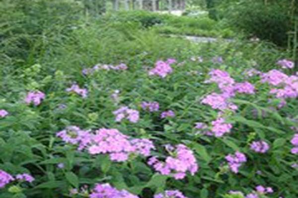 Phlox paniculata Phlox paniculata