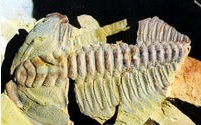 三葉蟲化石